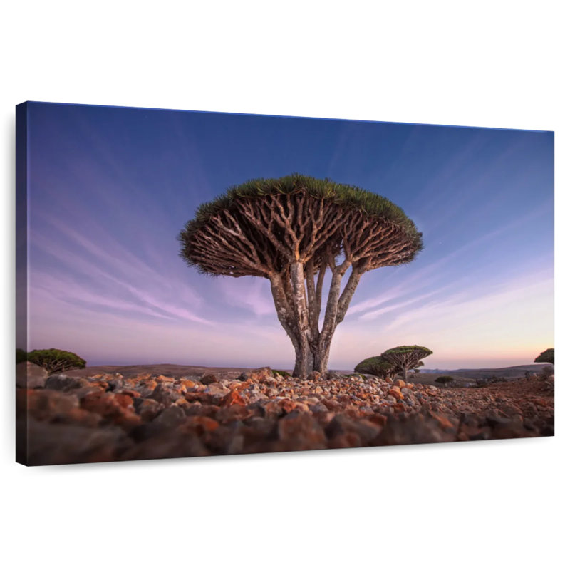 Harnek Dragon Blood Trees, 32" H x 48" W