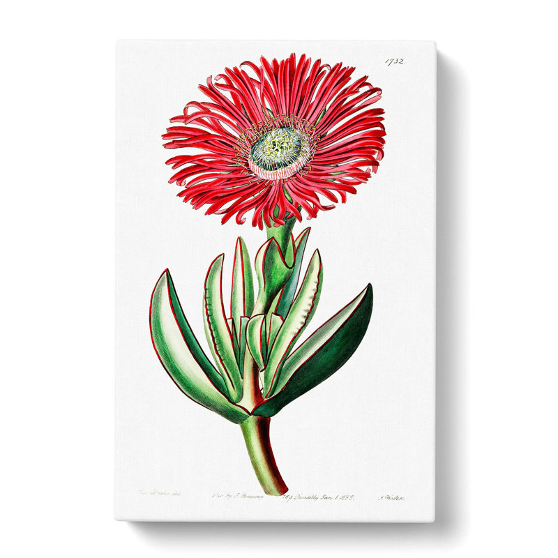 Marigold Flower - Wrapped Canvas, 60cm H x 40cm W x 3cm D