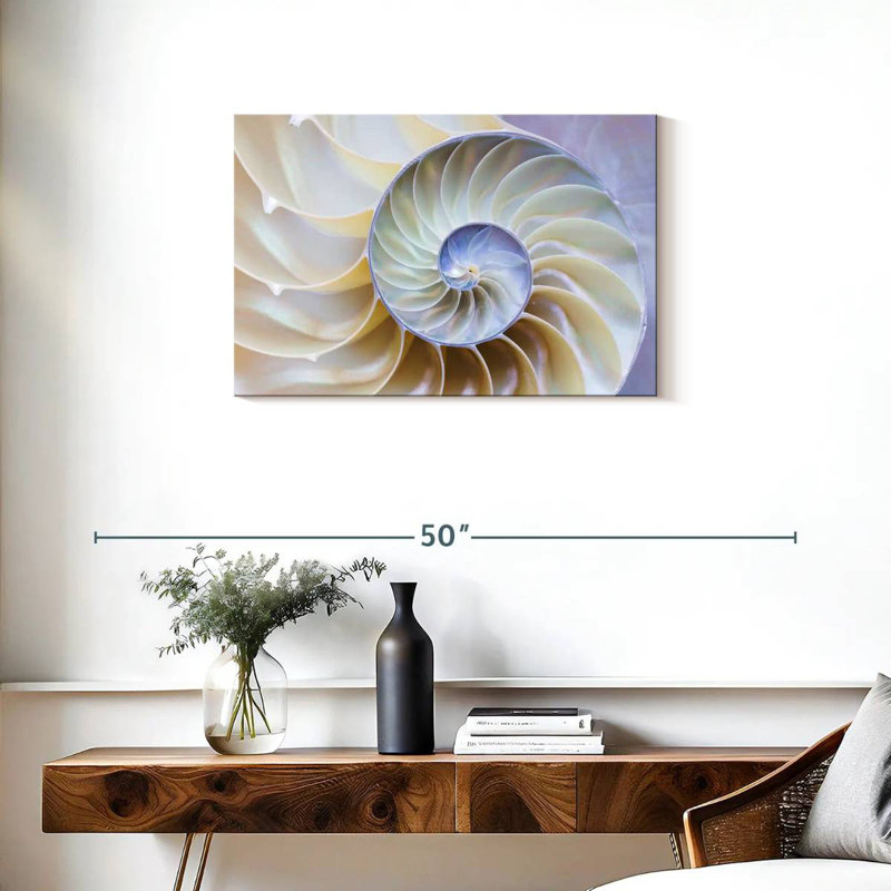 Empty Nautilus Shell, 20" H x 30" W