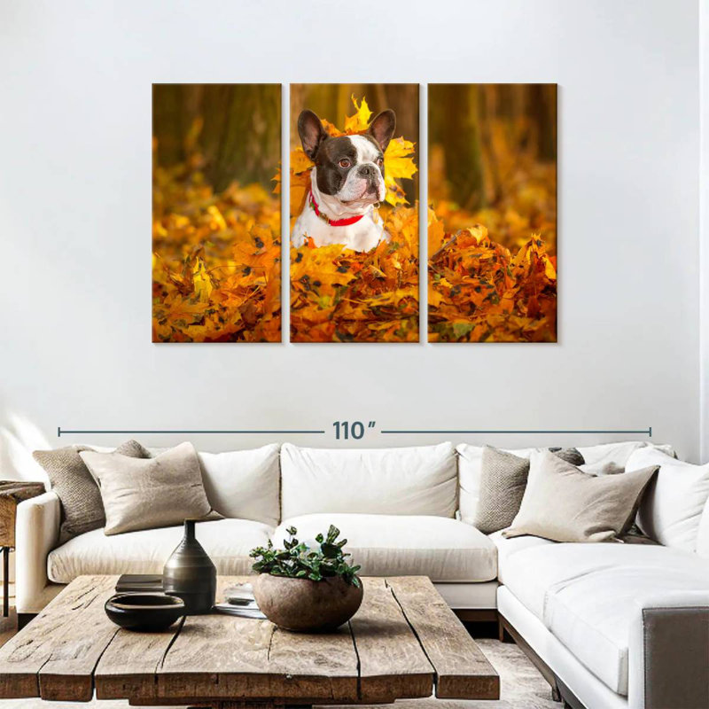 Bouledogue français Brampt dans un parc en automne, H 48 po x l 74 po