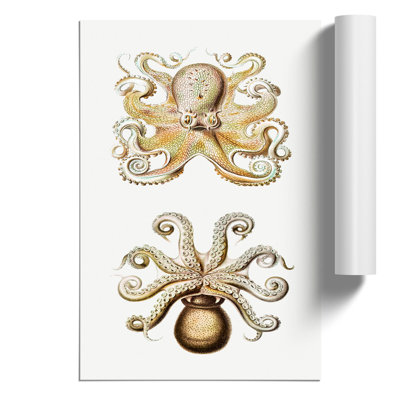 Vintage Octopus by Ernst Haeckel - No Frame Painting