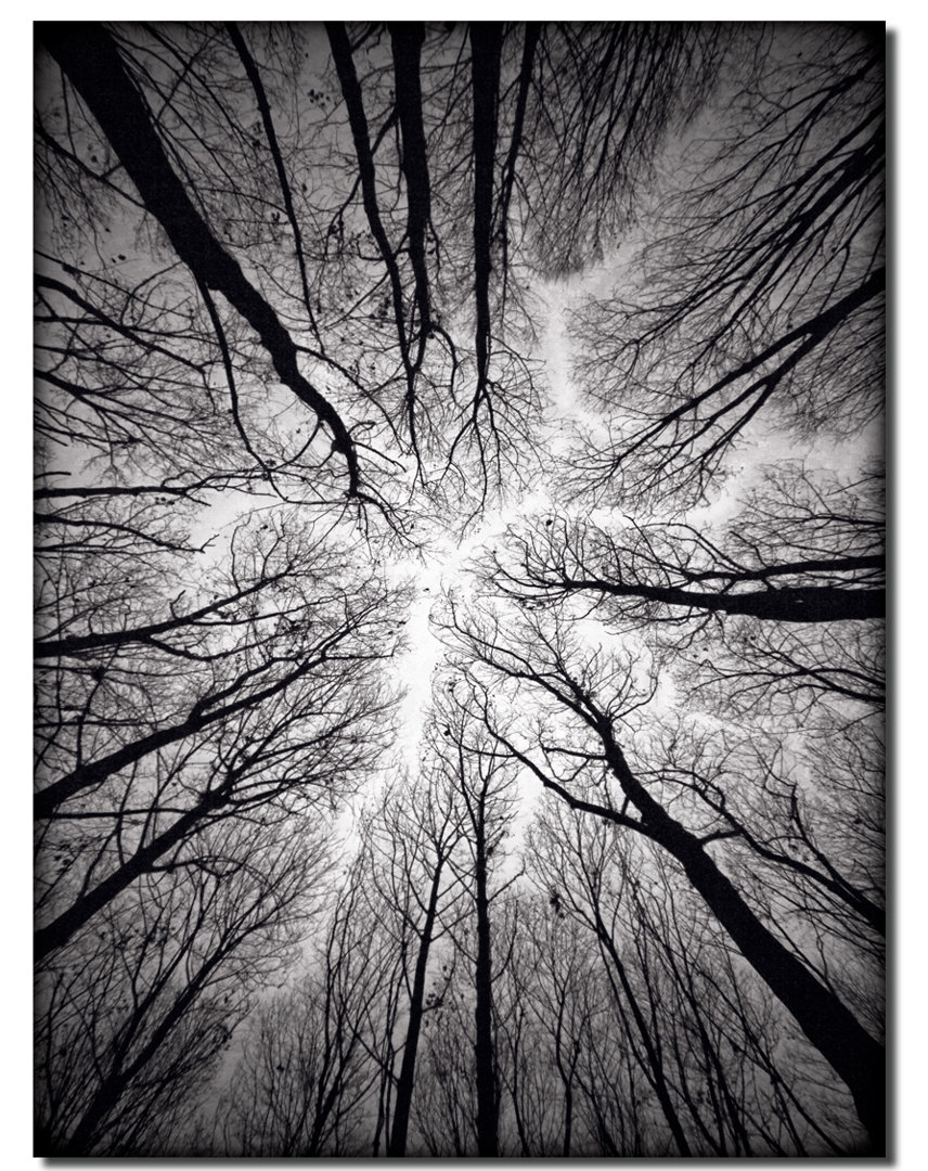 " Ceiling " Union Rustic Overall 