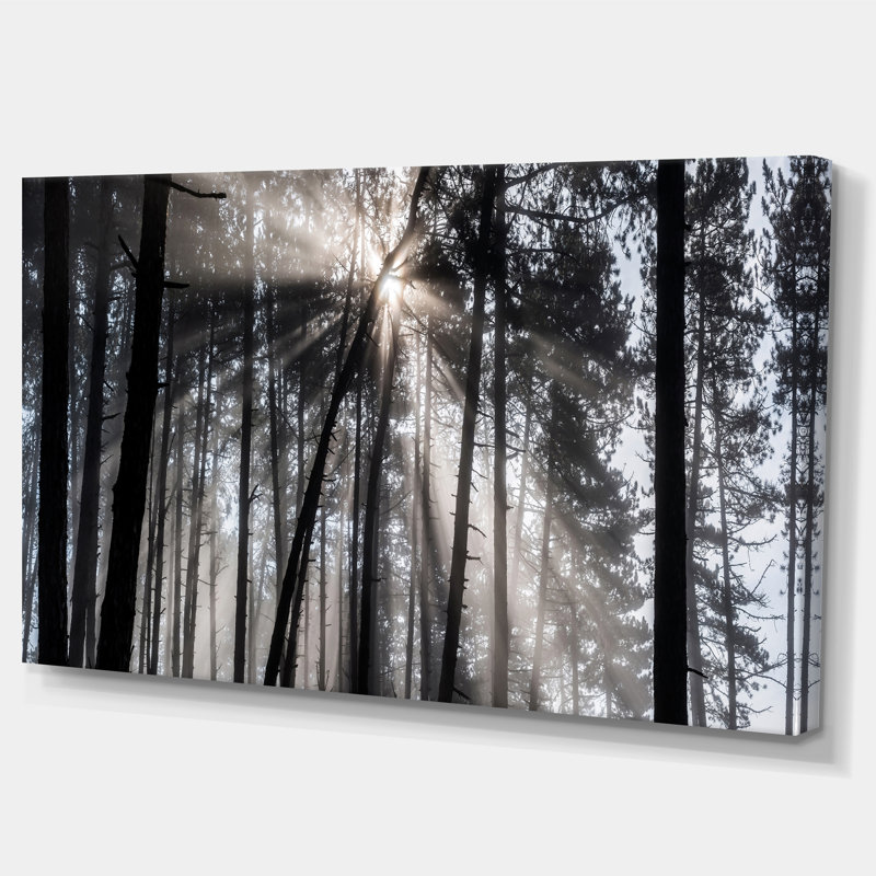 «Sunbeam Through Black White Forest», photographie, H 16 po x l 32 po x P 1 po, Toile tendue