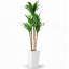 147cm Plant