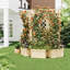 Paravent Cedar