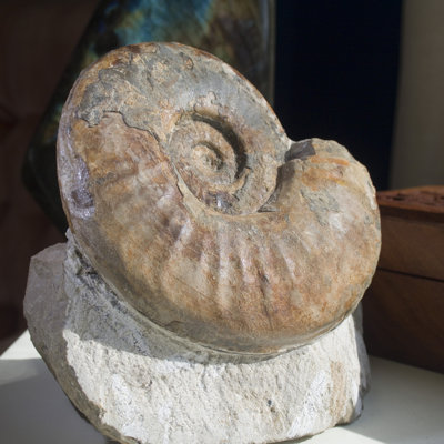 Fossil Ammonite in Matrix - Morocco
