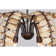 Grecian 6-Light Chandelier in Champagne Mist with Coconut Shell by Breegan Jane