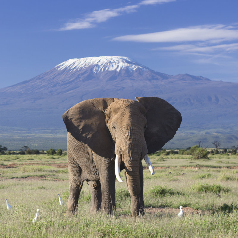 Elephant And Kilimanjaro - Wrapped Canvas Print, 122cm H x 122cm W