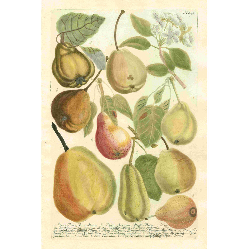 " Plentiful Pears II " by Johann Weinmann, 48" H x 32" W  