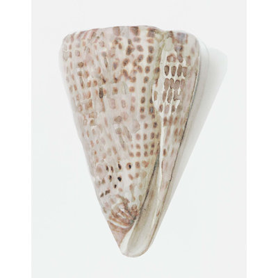 «Sea Shell 10» par Rita Taverni - photographie sur toile tendue
