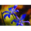 Chionodoxa par Martin Podt - reproduction-2050773279-2018958502