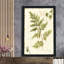 Ivies and Ferns I No Dragonfly - Peinture-806244126-806244134