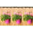 Rose vif / Brun est en rupture de stock