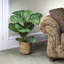 36'' Faux Fiddle Leaf Fig Plant in Wicker/Rattan Basket