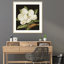 «Magnolia Grandiflora» par Jenny Barron - reproduction d'un seul cadre-86801039-86801041