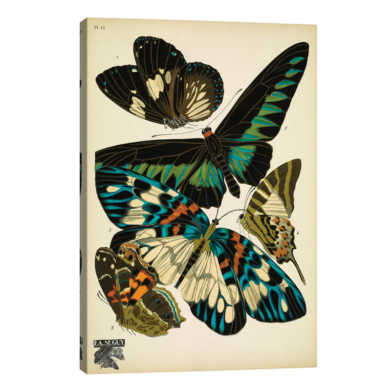 Papillons (Butterflies) X by E.A. Séguy - Wrapped Canvas Print, 152.5 cm H x 101.5 cm W