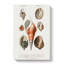 Mollusc Shell Illustrations PL. 22 by Charles D Orbigny - Wrapped Canvas-55362804
