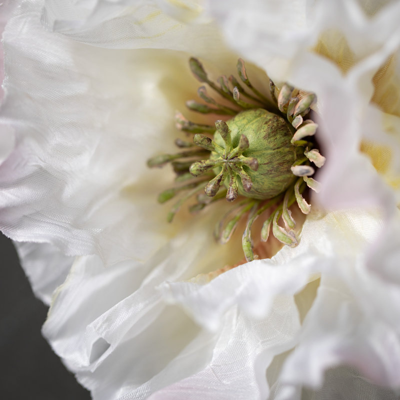 Tiges à double coquelicot Mcnulty, Blanc