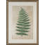 Celadon Fern IV Print