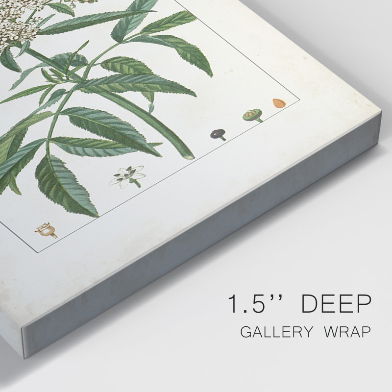 Antique Turpin Botanical VII - Ensemble de 3 peintures sur toile tendue, H 12 po x l 24 po x P 1 po