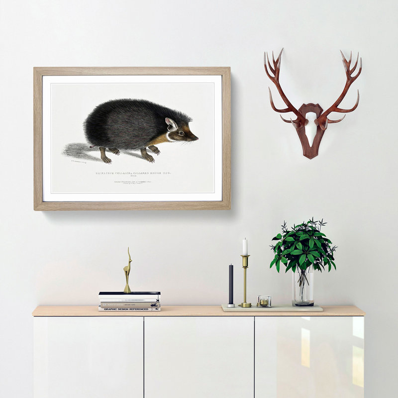 Collared Hedgehog by John Edward Gray - Framed Print, 27cm H x 36cm W x 2cm D, Oak Framed