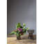 Aylor Handmade Glass Table Vase-1244029177