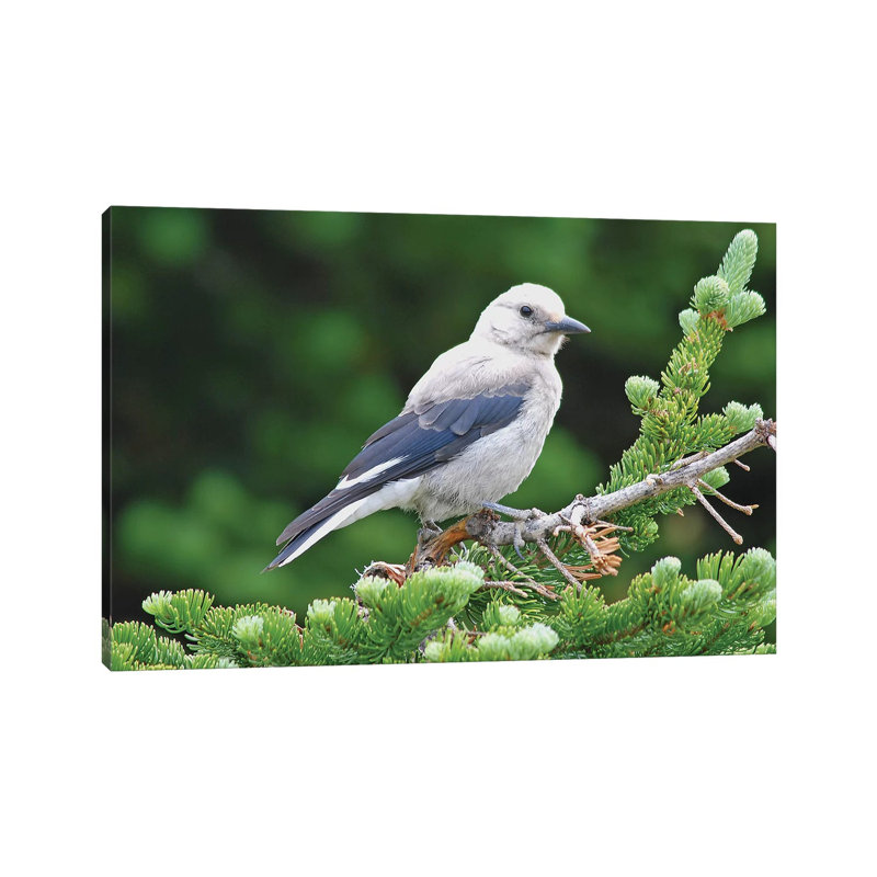 " Clark's Nutcracker " by Brian Wolf, 12" H x 18" W x 1.5" D
