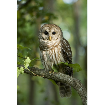 " Barred Owl " by Johnmann