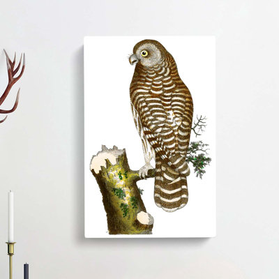 Clouded Owl by George Shaw - Wrapped Canvas