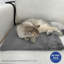 Lit pour chat chauffant à température réglable-1604269438-1604269433