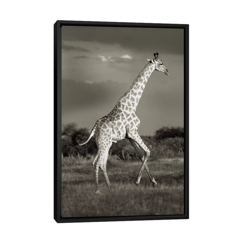 B&W Solitary Giraffe by Klaus Tiedge - Print on Canvas, 66.04 cm H x 45.72 cm W, Black Framed