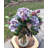 Hydrangea Mixed Floral Arrangement in Vase