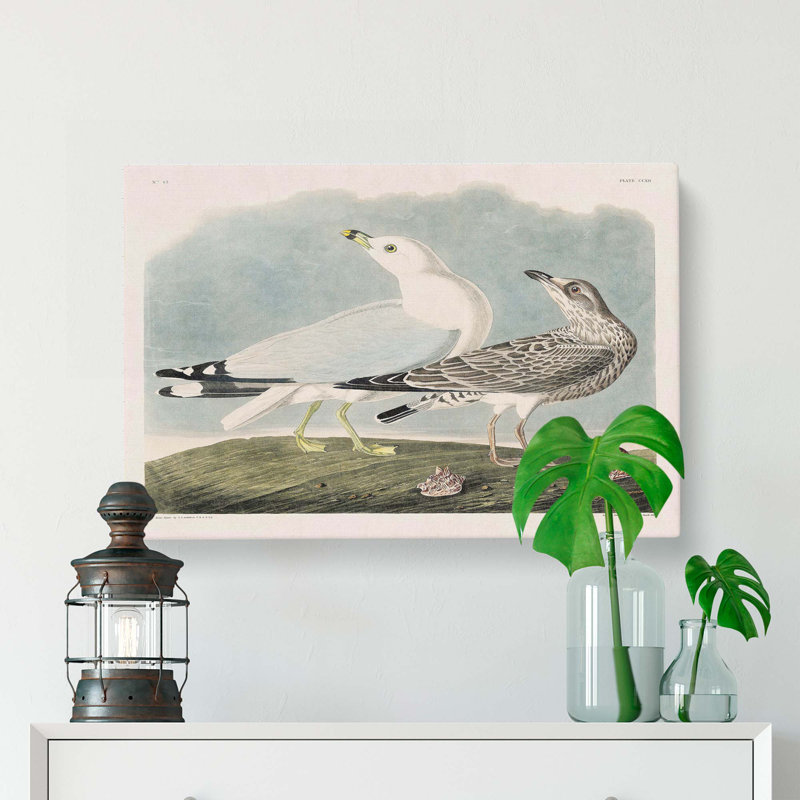 Common American Gulls by John James Audubon - Wrapped Canvas, 35cm H x 50cm W x 3cm D
