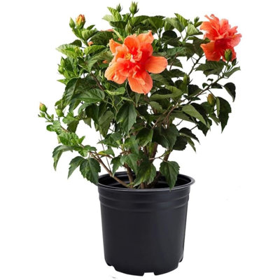 Flowering American Plant Exchange Hibiscus Double Peach Bloom, Large Tropical Live Plant, 10-Inch Pot, Landscape & Houseplant W/ Direct Light