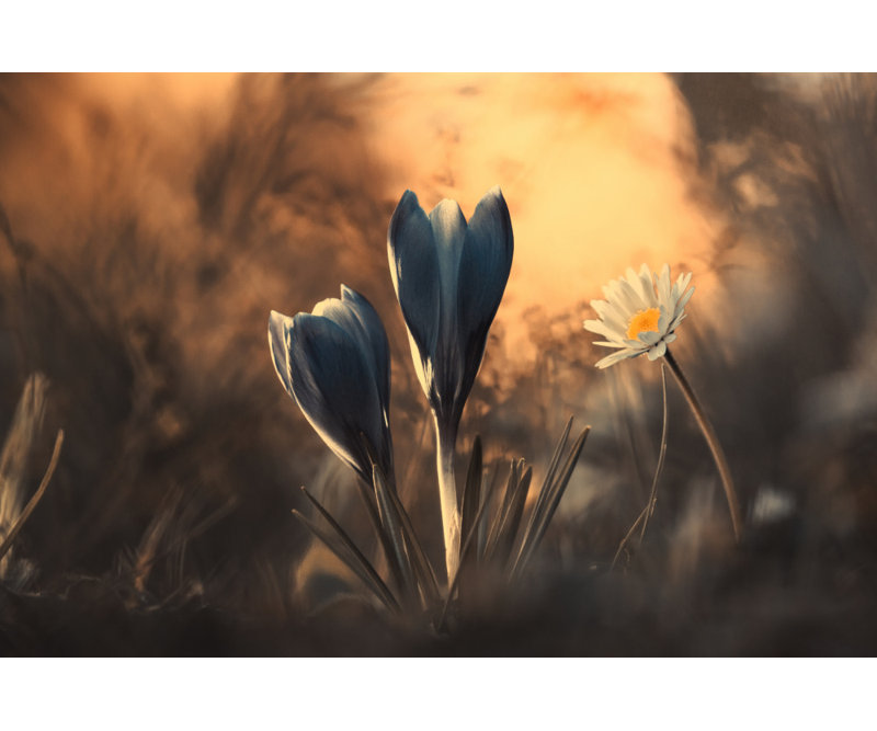 Wrapped Canvas Print, 50.8cm H x 76.2cm W