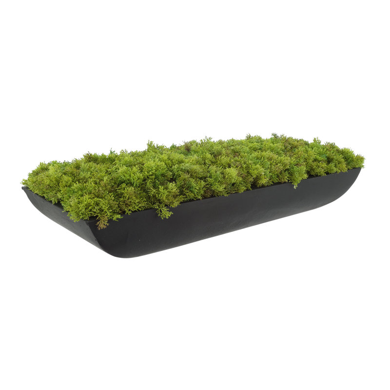 Moss 6" Artificial in Fiberstone Planter, Black, 6"H x 22"W x 7"D