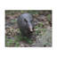 «Armadillo Chasse», art mural-752250023