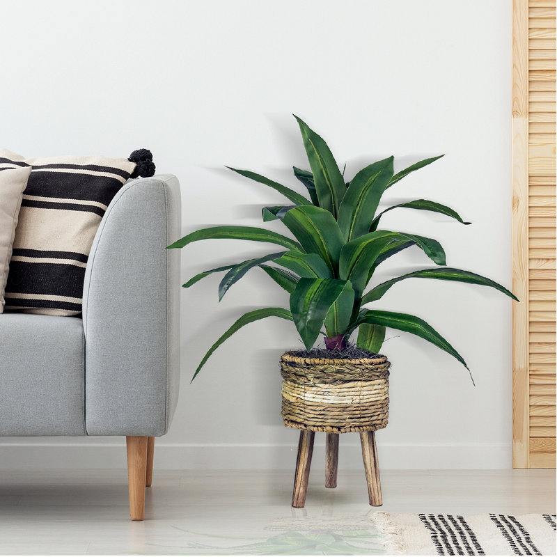 24-Inch Faux Dracaena Plant in Tri-Color Wicker Basket
