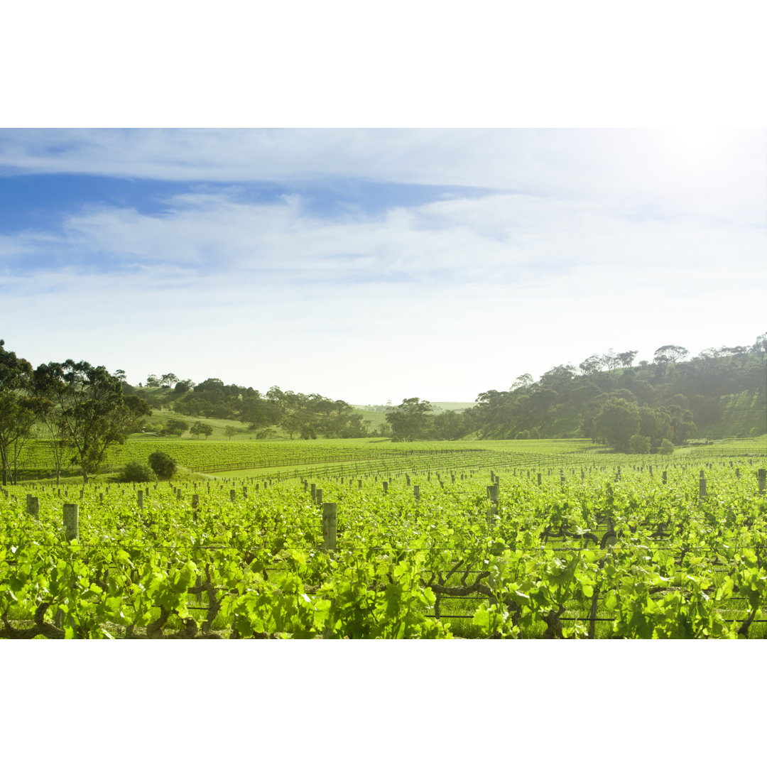 Sunny Day On The Vine von Benstevens - Fotodruck