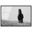 Lone Stallion I Print-209412656-209412664