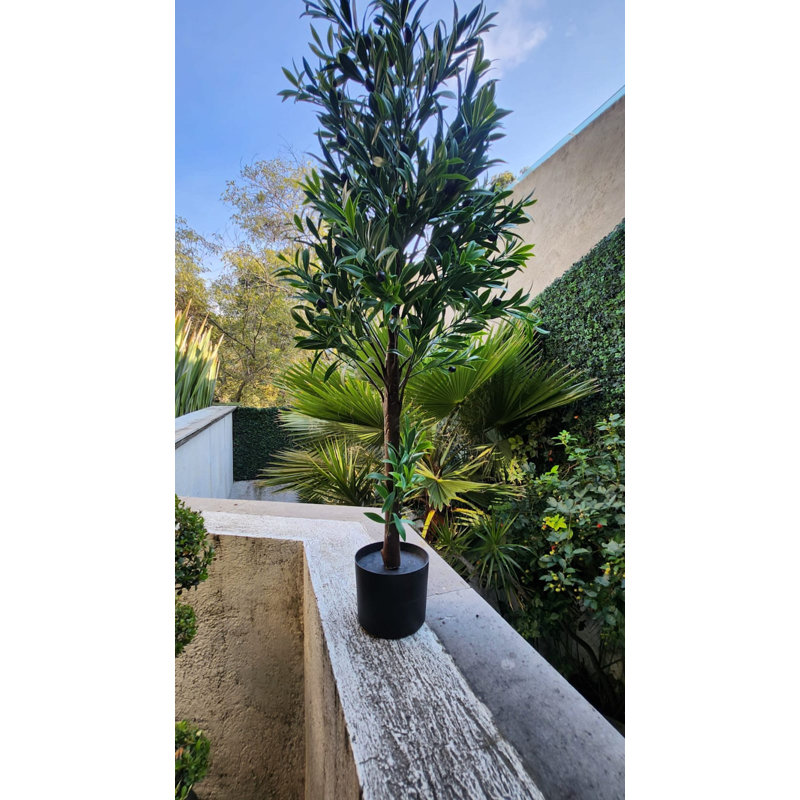Olive Tree extérieur / intérieur