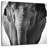 Brampt Elephant BW III-109368161