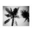 « palm tree looking up ii », reproduction de photo sur toile tendue-1451944339