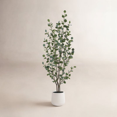 Adalia Eucalyptus Tree in Pot