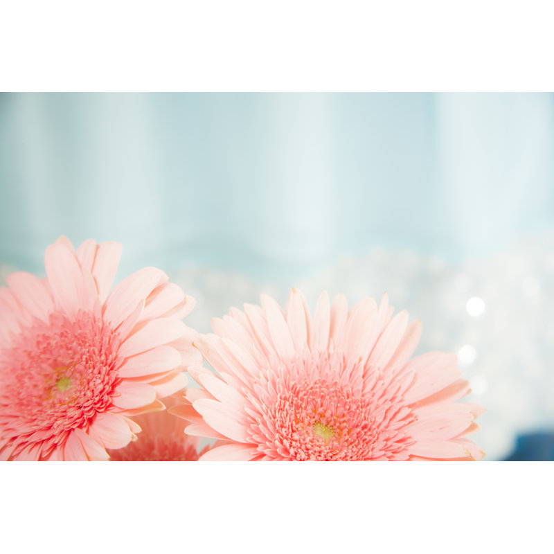 Pink Daisy Flowers by Fstop123 - Wrapped Canvas Print, 61cm H x 91cm W