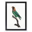 Caica Parrot by F. Levaillant - Picture Frame Painting Print-55513964-55513963
