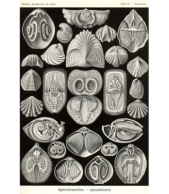 " Spirobranchia Or Fanworms " by Ernst Haeckel