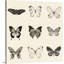 « Butterfly BW 9 patch » par Debra Van Swearingen-impression-1954175067-1954175064