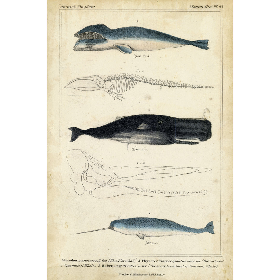 Leinwandbild Antique Whale & Dolphin Study III