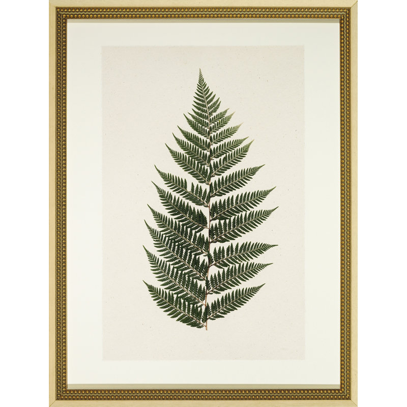 Pressed Fern II - cadre photo